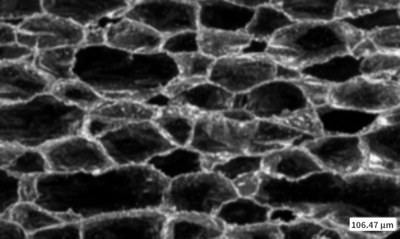 東レオンリーワ軽量発泡体